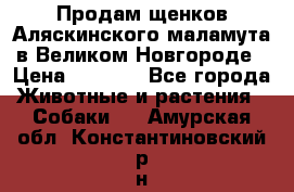 Продам щенков Аляскинского маламута в Великом Новгороде › Цена ­ 5 000 - Все города Животные и растения » Собаки   . Амурская обл.,Константиновский р-н